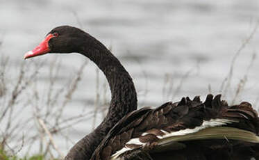 Cygne noir