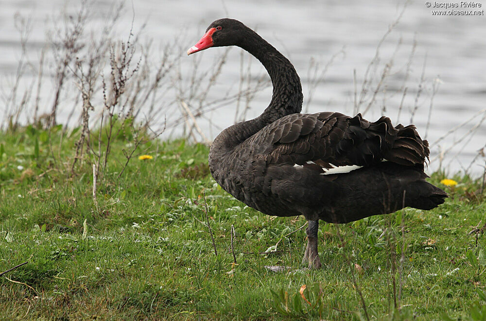 Cygne noiradulte nuptial