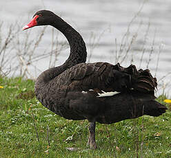 Cygne noir