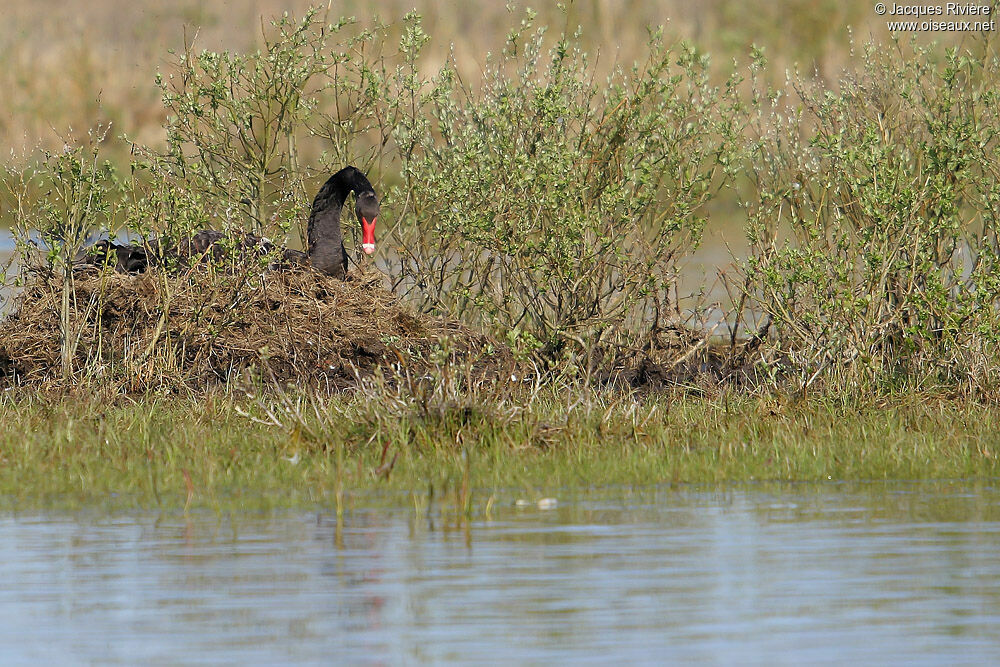 Black Swanadult breeding, Reproduction-nesting