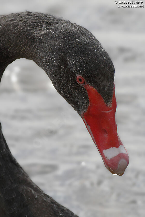 Black Swanadult breeding