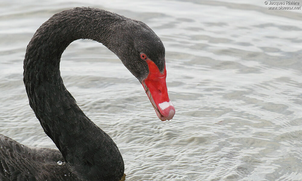 Black Swanadult breeding