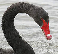 Black Swan