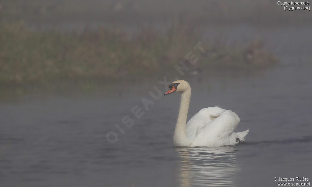 Mute Swan male adult breeding, identification