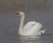 Cygne tuberculé