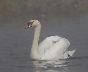 Cygne tuberculé