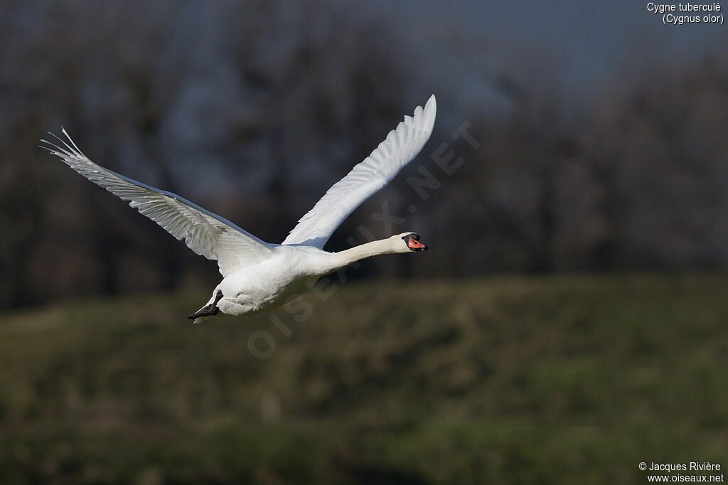 Cygne tuberculé mâle adulte nuptial, Vol