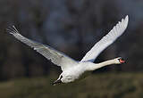 Cygne tuberculé