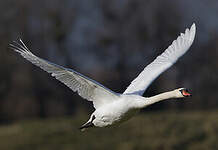 Cygne tuberculé