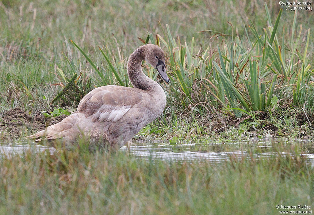 Cygne tuberculéimmature, identification