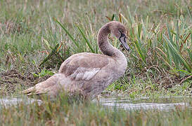 Mute Swan