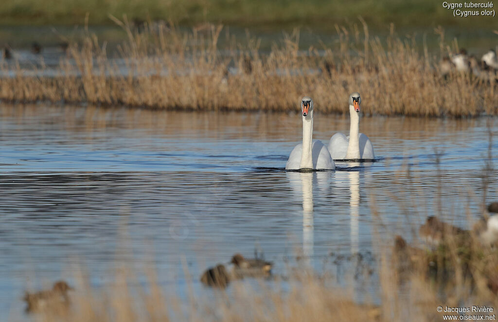 Mute Swanadult breeding, swimming