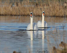 Mute Swan