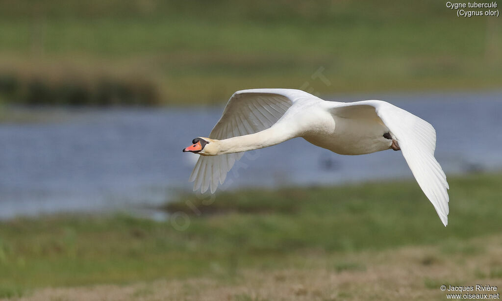 Mute Swan male adult breeding, Flight