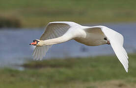 Mute Swan