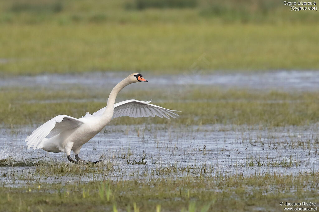 Cygne tuberculé mâle adulte nuptial, Vol