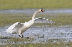 Cygne tuberculé