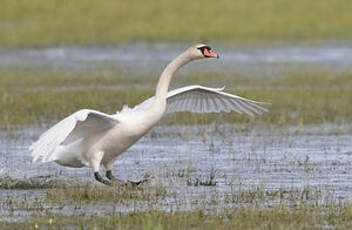 Cygne tuberculé