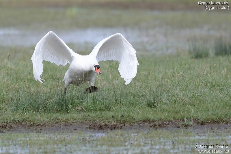 Mute Swan male adult breeding, identification, walking