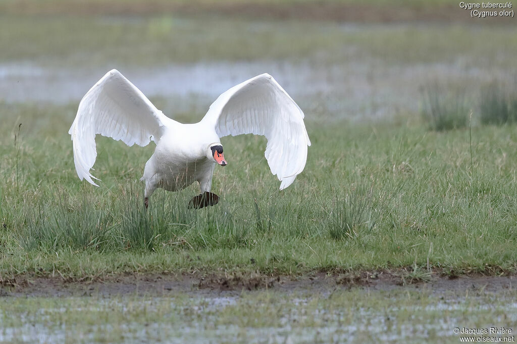 Mute Swan male adult breeding, identification, walking