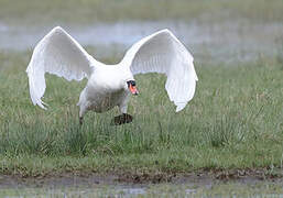 Cygne tuberculé