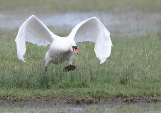 Cygne tuberculé