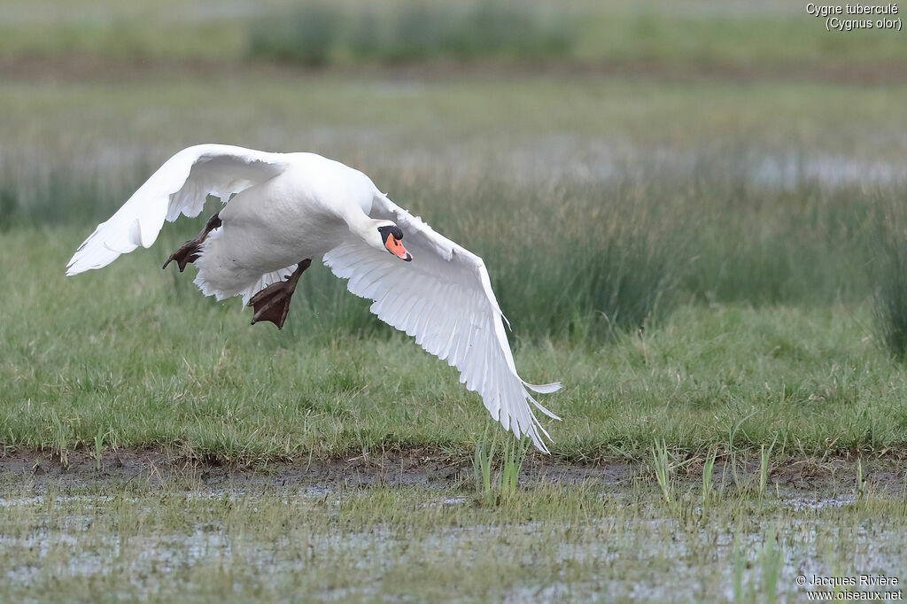 Cygne tuberculé mâle adulte nuptial, Vol