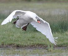 Mute Swan