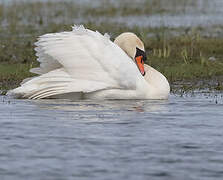 Cygne tuberculé