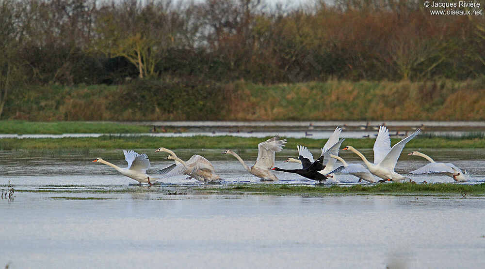 Mute Swanadult post breeding, Flight