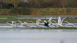 Cygne tuberculé