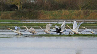 Mute Swan