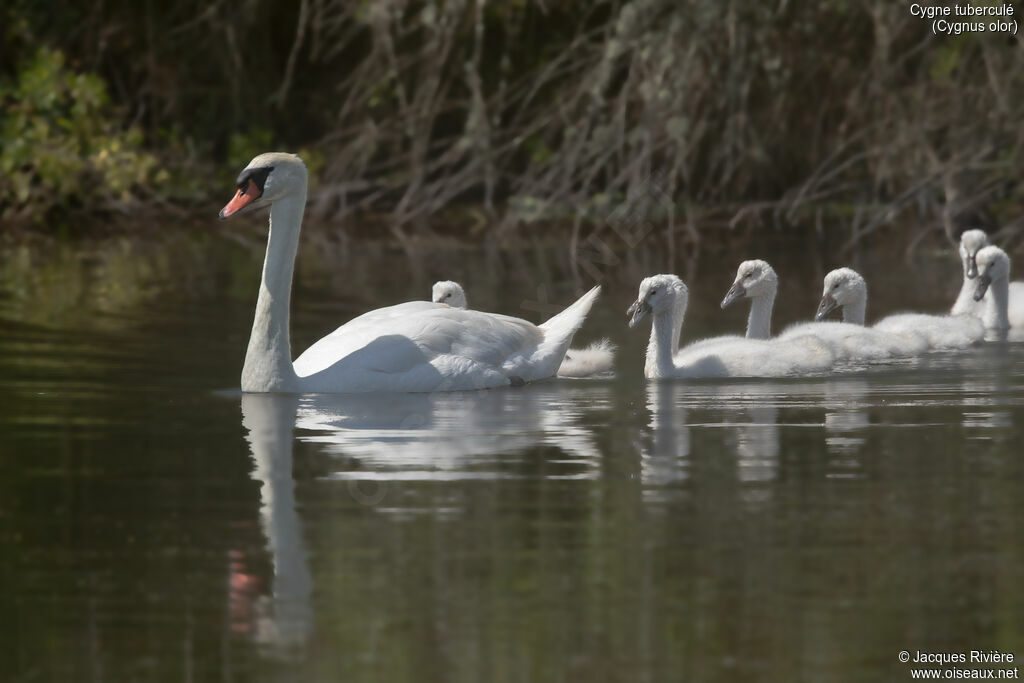 Mute Swan, identification, swimming