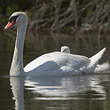 Cygne tuberculé