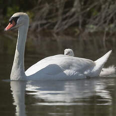 Cygne tuberculé