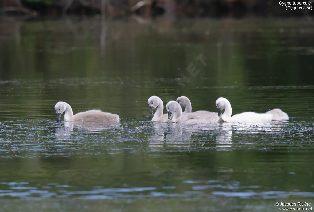 Cygne tuberculéjuvénile, identification, nage