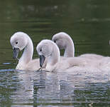Cygne tuberculé