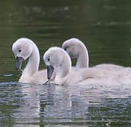 Mute Swan