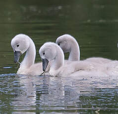 Cygne tuberculé