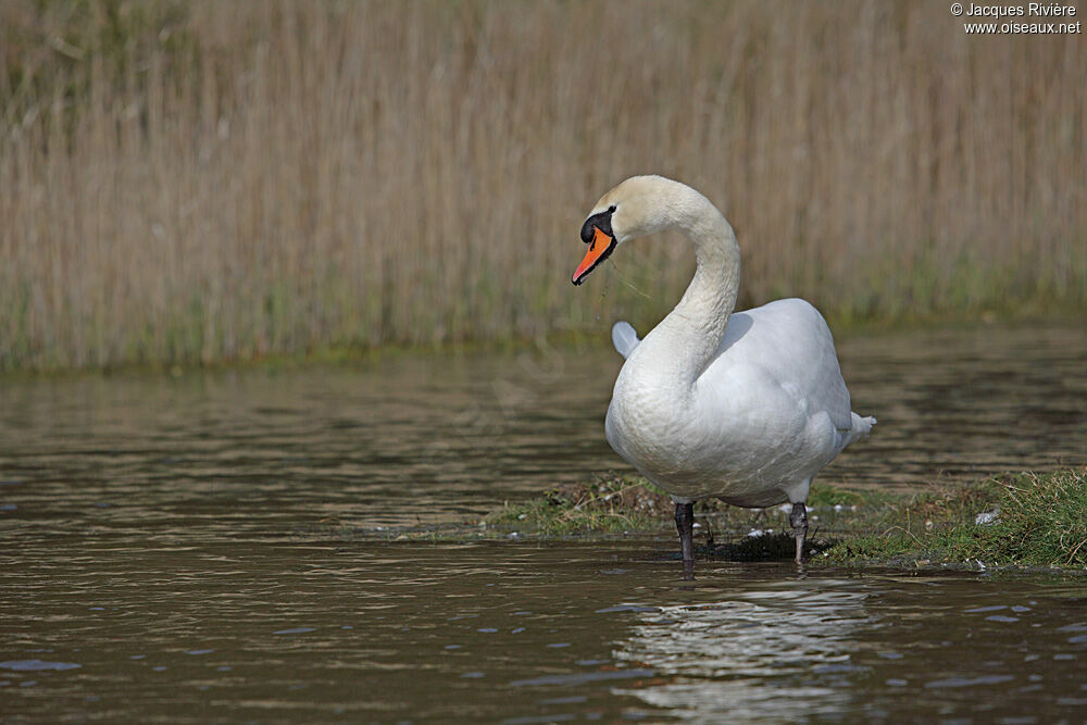 Mute Swan male adult breeding
