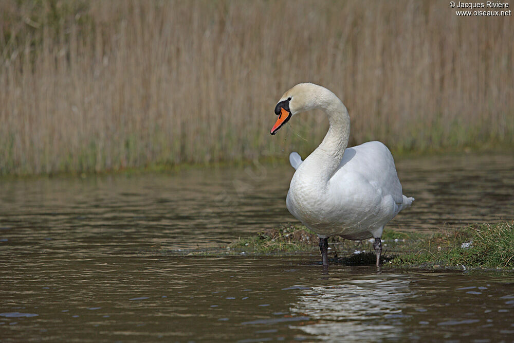 Cygne tuberculé mâle adulte nuptial