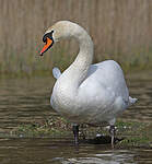 Cygne tuberculé