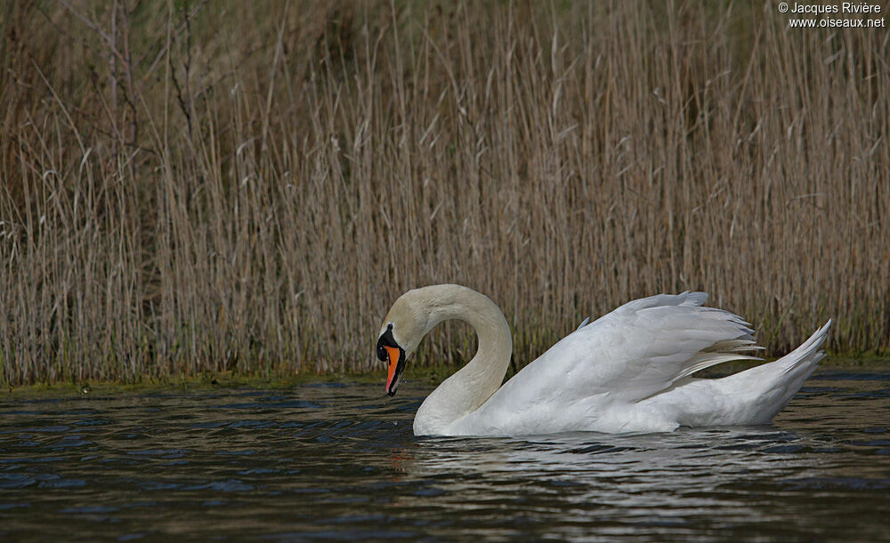 Mute Swan male