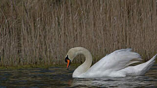 Mute Swan