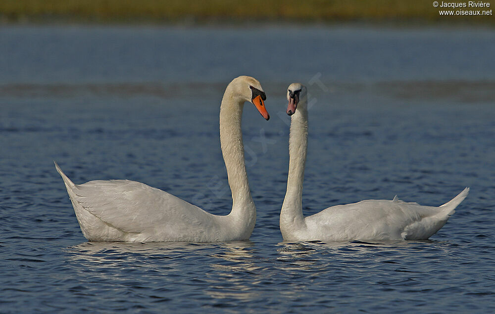 Cygne tuberculé adulte nuptial