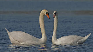 Mute Swan