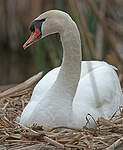 Cygne tuberculé