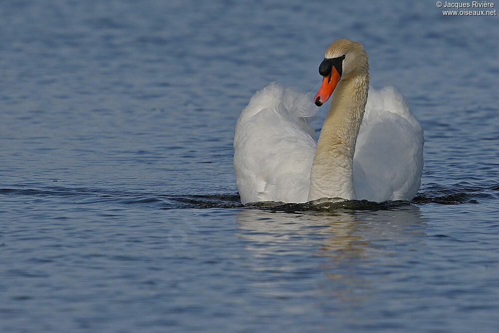 Mute Swan male adult breeding, Behaviour