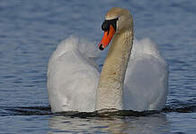 Cygne tuberculé