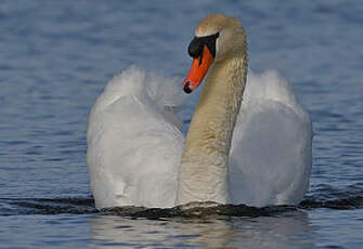 Cygne tuberculé